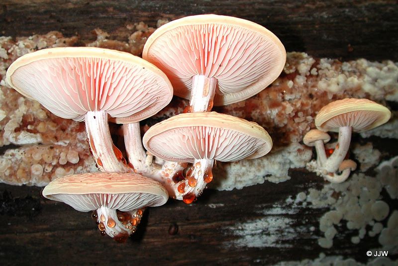 Rhodotus palmatus